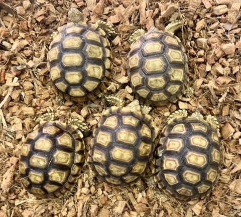 8023 ケヅメリクガメ 約9cm | 爬虫類小動物の買取＆販売 ルームズー