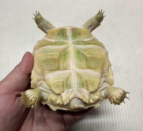 リクガメ 7811 ケヅメリクガメ 飼い込み 約12cm | 爬虫類小動物の買取