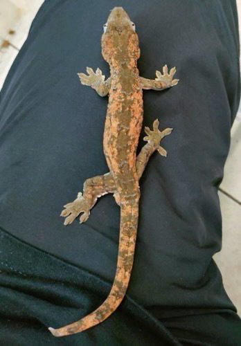 姫路店 チャホアミカドヤモリ 飼い込み | 爬虫類小動物の買取＆販売