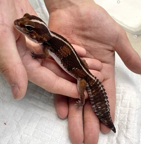 7916 ニシアフリカトカゲモドキ ノーマルストライプCB | 爬虫類