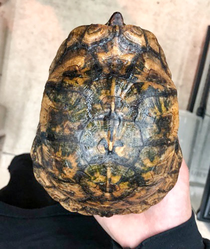 トウブハコガメ フルアダルト♂ | 爬虫類小動物の買取＆販売 ルームズー