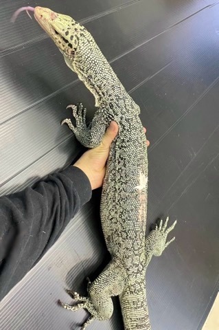 7525 イエローヘッドモニター アダルト ♂ 繁殖経験あり