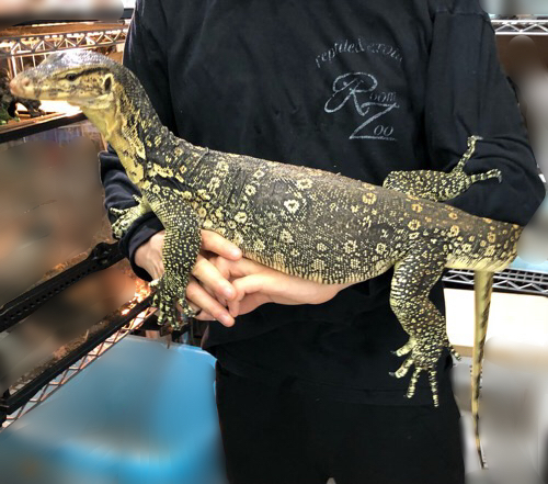 売約済 big！サルバトールモニター 約1.2m ♀ ベタ慣れ | 爬虫類小動物