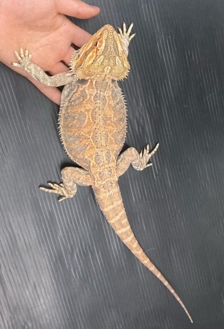 7959 25フトアゴヒゲトカゲ アダルト♀ ハイカラー 飼い込み