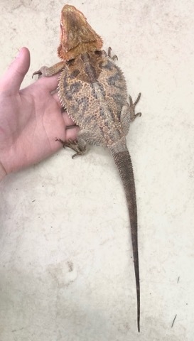 8064 フトアゴヒゲトカゲ サブアダルト♀ 飼い込み | 爬虫類小動物の