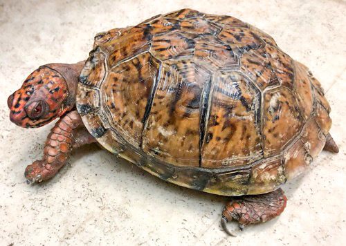 極美！トウブハコガメ スーパーレッド 約13cm 多甲板 | 爬虫類小動物の