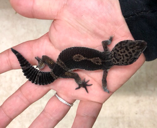 売約済 トリオ価格！ヒョウモントカゲモドキ ブラックナイト