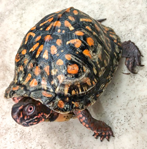 売約済 美個体！トウブハコガメ レッド♂ 12cm | 爬虫類小動物の買取