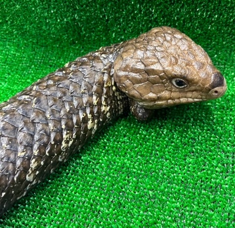8280 ☆ヒガシマツカサトカゲ アスパー ダークカラー 完品