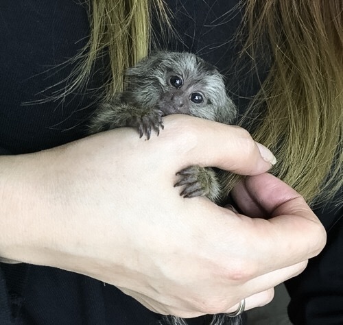 7716⭐︎コモンマーモセット 2024国産ＣＢベビー ♀ | 爬虫類小動物の買取＆販売 ルームズー