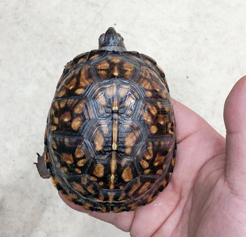 売約済 トウブハコガメ 極美個体 ヤング 約9.5cm | 爬虫類小動物の買取
