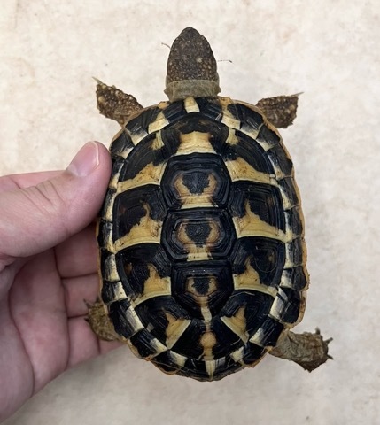 7667 ペア価格！ニシヘルマンリクガメ アプーリア産 ヤングペア