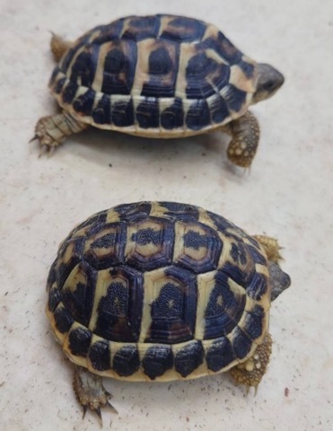 7115ペア価格！ニシヘルマンリクガメ アプーリア産 メイビーペア