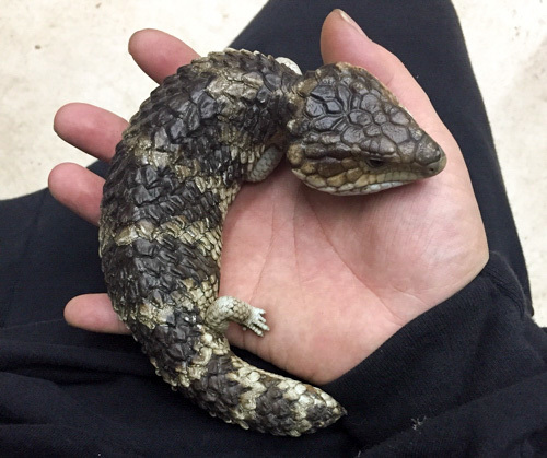 売約済 ニシマツカサトカゲ ベビーヤング | 爬虫類小動物の買取