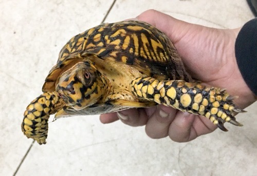 売約済 ペア価格！超極美！トウブハコガメ ペア 繁殖経験有り ♀のみ