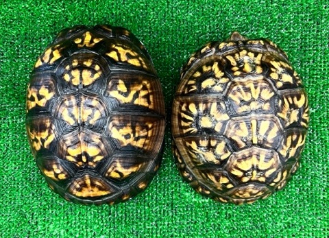 8159 ペア価格！極美トウブハコガメ 黒黄 アダルトペア 飼い込み 単体