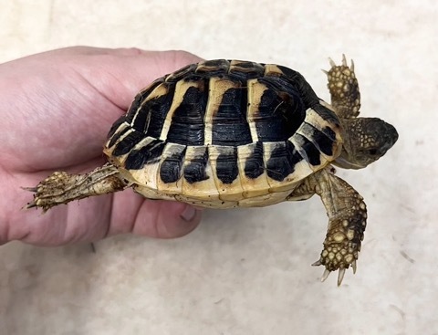 カメリアさん専用ページ カメリアモチーフ付きスニーカー （スニーカー）｜INGEBORG