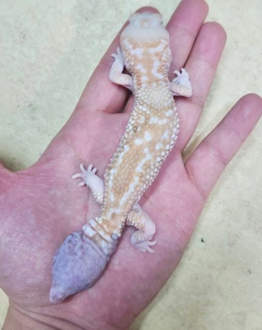 7318 ニシアフリカトカゲモドキ ホワイトアウトアルビノ再生尾 飼い