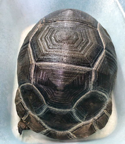 売約済 極美！アルダブラゾウガメ 約60cm | 爬虫類小動物の買取＆販売