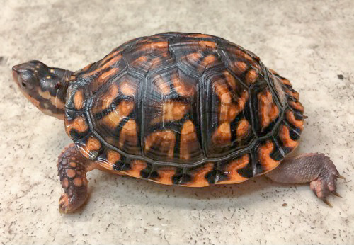 売約済 極美トウブハコガメ レッド 9.5cm | 爬虫類小動物の買取＆販売