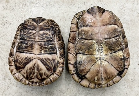 7387ペア価格！フロリダハコガメ アダルトペア | 爬虫類小動物の買取