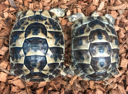 売約済 ペア価格！イベラギリシャリクガメ国産CBペア 飼い込み