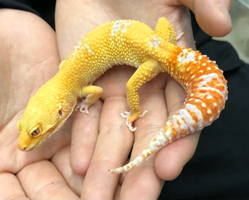 6261 ヒョウモントカゲモドキ ベルサングローphエクリプス♀ | 爬虫類