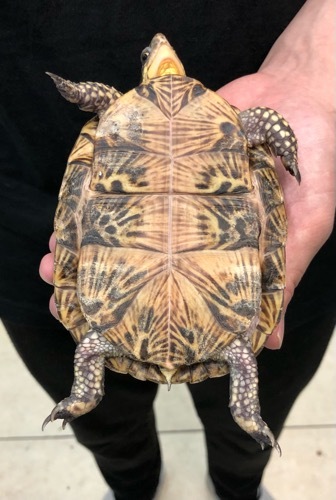 極美フロリダハコガメ サブアダルト♀ | 爬虫類小動物の買取＆販売