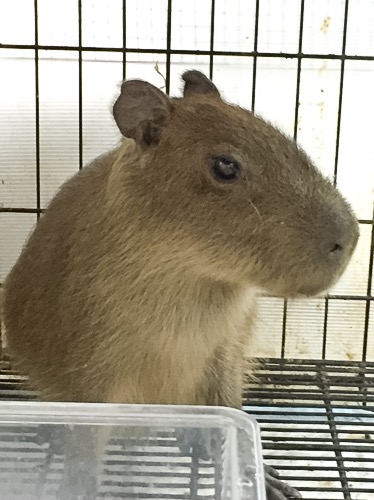 売約済 カピバラ CB ベビーヤング ハーネス付 | 爬虫類小動物の