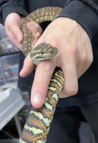 7257セントラルパイソン 飼い込み♀ | 爬虫類小動物の買取＆販売