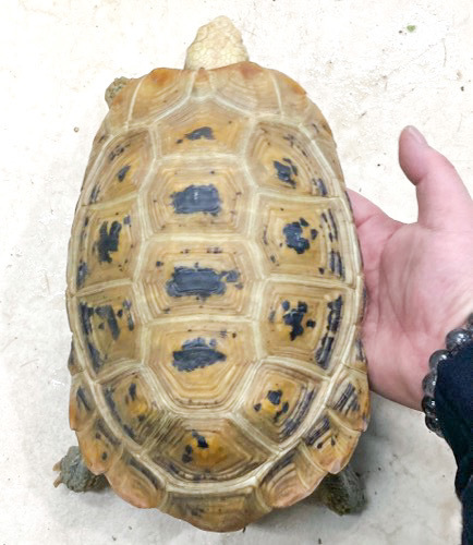相生本店 6433 エロンガータリクガメ 国産CB 飼い込みアダルト