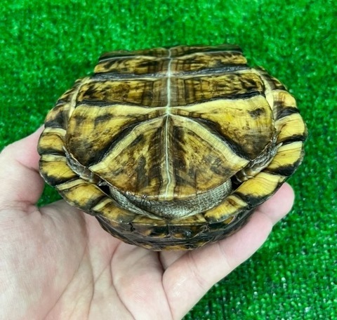 8159 ペア価格！極美トウブハコガメ 黒黄 アダルトペア 飼い込み 単体