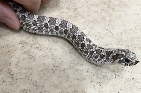 7449 セイブシシバナヘビ アザンティック 飼い込み♂ | 爬虫類