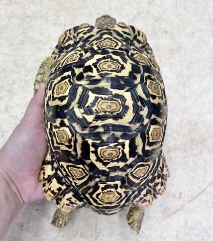 7363 ペア価格！極美個体！ヒョウモンリクガメ ケニア産 ペア 約20cm