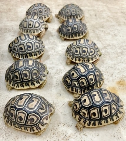 7446 ヒョウモンリクガメ 国産CB ベビー 約4cm | 爬虫類小動物の買取