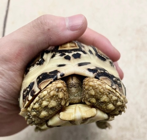 7362 ホワイトヒョウモンリクガメ 約11cm | 爬虫類小動物の買取