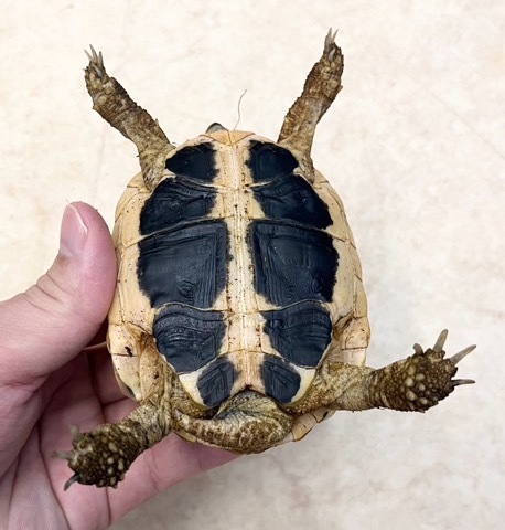 カメリアさん専用ページ カメリアモチーフ付きスニーカー （スニーカー）｜INGEBORG