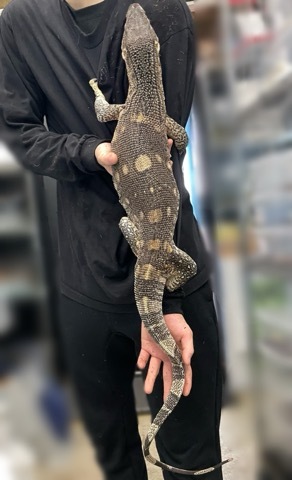 7669 アフリカンロックモニター 105cm 慣れた個体 | 爬虫類小動物の