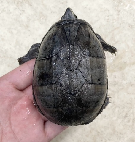 ミシシッピガメ 7684 ミシシッピニオイガメ 飼い込み 8cm | 爬虫類小動物の買取