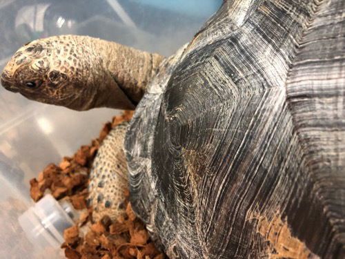 【動物の惑星】‼︎入手困難‼︎128体限定‼︎★アルダブラゾウガメplus★ラスト１体 小学4年生以上が対象！亀について触れて学ぼう！世界亀の日にち