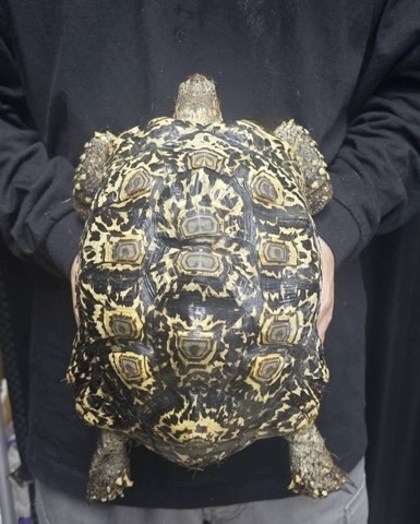 8789ナミビアヒョウモンリクガメ 25cm♂ | 爬虫類小動物の買取＆販売
