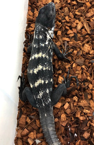 売約済 クシトゲオイグアナ ブラック飼い込み | 爬虫類小動物の