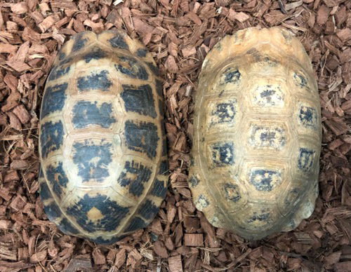 エロンガータリクガメ♂ | 爬虫類小動物の買取＆販売 ルームズー