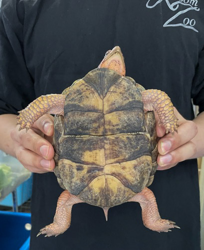 極美！トウブハコガメ アダルト♀ 飼い込み 産卵経験あり | 爬虫類