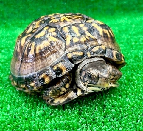 8159 ペア価格！極美トウブハコガメ 黒黄 アダルトペア 飼い込み 単体