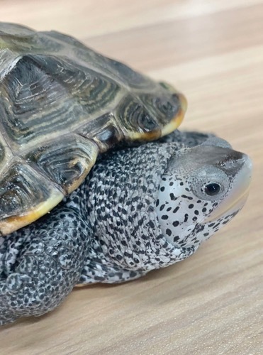 【在庫処分】DIAMONDBACK ダイアモンドバック WILD WOOD 新品未使用 Sサイズ DIAMONDBACK正規代理店 HBtools | ダイアモンドバック、ビットマグ