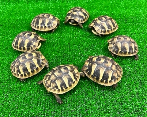 8284 ヒガシヘルマンリクガメ 国産CB 約5cm | 爬虫類小動物の買取