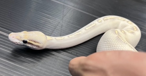 7934 ghiハイウェイ 800g ボールパイソン | 爬虫類小動物の買取