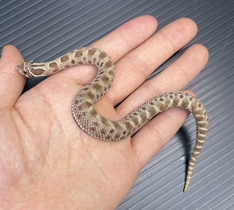 7572 セイブシシバナヘビ コンダhetスノー♀ 飼い込み | 爬虫類小動物