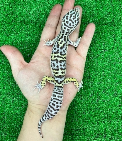 8426 マックスノーボールドストライプブラックナイトクロス